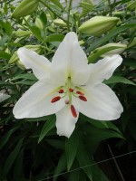 [5276 Crystal Blanca No02.JPG]